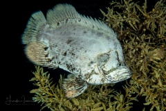 Tripletail - Atlantic - Lobotidae Family - Lobotes surinamensis