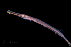 Trumpetfish - Atlantic - Aulostomidae Family - Aulostomus maculatus