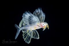 Bandwing Flyingfish - Exocoetidae Family - Cheilopogon exsiliens