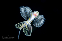 Bandwing Flyingfish - Exocoetidae Family - Cheilopogon exsiliens