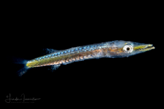 Barracuda - Great - Sphyraenidae Family - Sphyraena barracuda