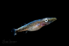 Barracuda - Sphyraenidae Family - Sphyraena species