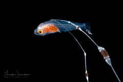 Bass - Serranidae Family - Yellowtail - Bathyanthias mexicanus - or B. cf cubensis - Cuban Bass