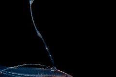 Bass - Serranidae Family - Yellowtail - Bathyanthias mexicanus - or B. cf cubensis - Cuban Bass