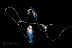 Bass - Serranidae Family - Yellowtail - Bathyanthias mexicanus - or B. cf cubensis - Cuban Bass