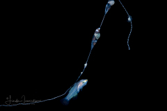 Bass - Serranidae Family - Yellowtail - Bathyanthias mexicanus - or B. cf cubensis - Cuban Bass