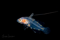 Reef Bass - Serranidae Family - Pseudogramma gregoryi