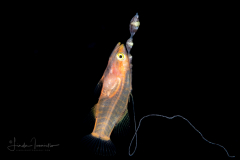 Basslet - Wrasse - Serranidae Family - Liopropoma eukrines