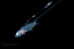 Basslet - Wrasse - Serranidae Family - Liopropoma eukrines