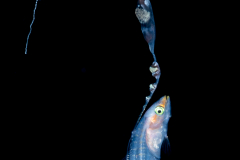 Basslet - Wrasse - Serranidae Family - Liopropoma eukrines