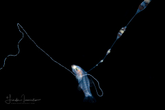 Basslet - Wrasse - Serranidae Family - Liopropoma eukrines