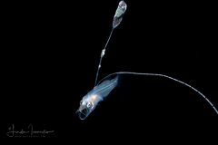 Basslet - Wrasse - Serranidae Family - Liopropoma eukrines