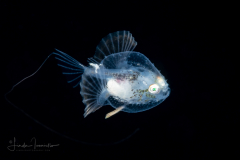Batfish - Pancake - Ogcocephalidae Family - Halieutichthys aculeatus