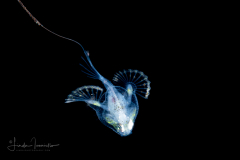 Batfish - Pancake - Ogcocephalidae Family - Halieutichthys aculeatus - With Tailfin Filament