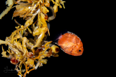 Bigeye - Short - Priacanthidae Family - Pristigenys alta