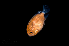 Bigeye - Short - Priacanthidae Family - Pristigenys alta