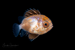 Bigeye - Priacanthidae Family