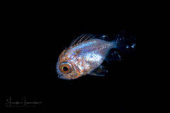 Bigeye - Priacanthidae Family