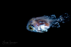 Bigeye - Priacanthidae Family