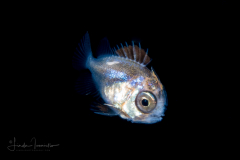 Bigeye - Priacanthidae Family