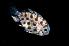 Bigeye - May be blotched bigeye -  Heteropriacanthus cruentatus - with Copepods