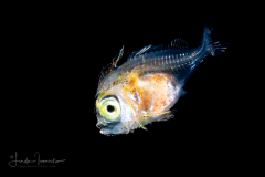 Bigeye - Priacanthidae Family