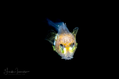 Bigeye - Priacanthidae Family