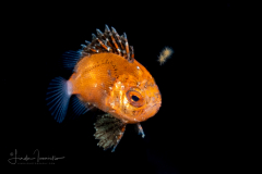 Bigeye - Short - Priacanthidae Family - Pristigenys alta