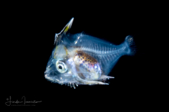 Boarfish - Deepbody - Caproidae Family - Antigonia capros