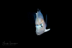 Boarfish - Deepbody - Caproidae Family - Antigonia capros