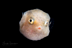 Boxfish - Cowfish or Trunkfish - Ostraciidae Family