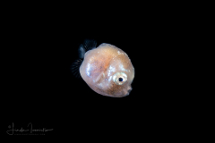 Boxfish - Cowfish or Trunkfish - Ostraciidae Family