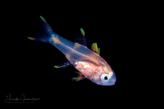 Cardinalfish - Apogonidae Family - Apogon sp.
