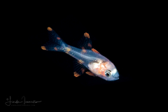 Cardinalfish - Apogonidae Family