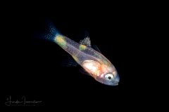 Cardinalfish - Apogonidae Family