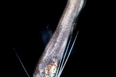Codlet - Bregmacerotidae - Bregmaceros sp.