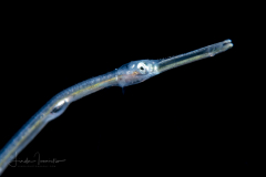 Cornetfish - Fistulariidae Family - Fistularia sp.