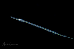 Cornetfish - Fistulariidae Family - Fistularia sp.