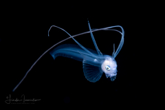 Cusk Eel - Bony-Eared Assfish Larva - Acanthonidae Family - Acanthonus armatus