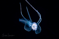 Cusk Eel - Bony-Eared Assfish Larva - Acanthonidae Family - Acanthonus armatus