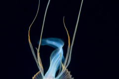 Cusk Eel - Gargoyle - Acanthonidae Family - Acanthonus myersi