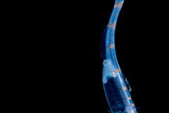 Cusk eel - Slender - Family Ophidiidae - Porogadus miles