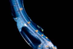Cusk Eel - Dragon-Head - Porogadus or Tenuicephalus species
