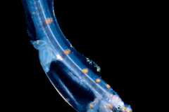 Cusk eel - Slender - Family Ophidiidae - Porogadus miles