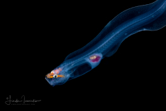 Cusk Eel - Ophidiidae - Bassozetus sp.