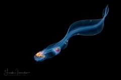 Cusk Eel - Ophidiidae - Bassozetus sp.