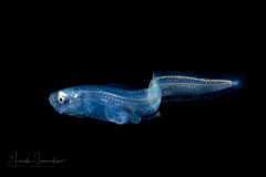 Cusk Eel - Ophidiidae Family
