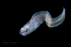 Cusk Eel - Ophidiidae Family