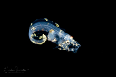 Cusk Eel - Ophidiidae Family
