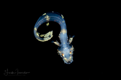 Cusk Eel - Ophidiidae Family